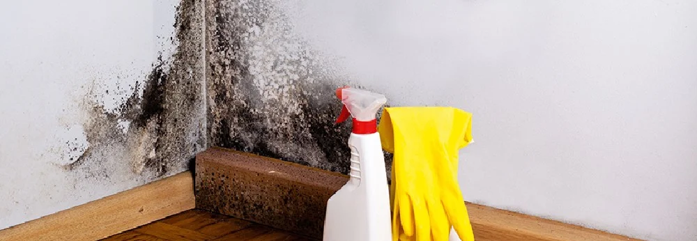 Schimmel an Wand mit Reiniger